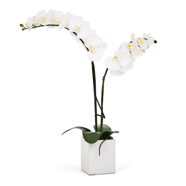 Orchid Potted Faux Double Stem 23" - White